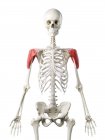 Esqueleto humano com o músculo Deltoid colorido vermelho, ilustração do computador
. — Fotografia de Stock
