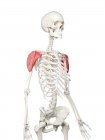 Human skeleton with red colored Deltoid muscle, computer illustration. — Stock Photo