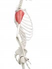 Человеческий скелет с красной дельтовидной мышцей, компьютерная иллюстрация . — стоковое фото