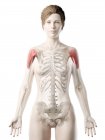 Modello 3d del corpo femminile con il muscolo dettagliato di Deltoid, illustrazione del computer . — Foto stock