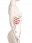 Diaphragme dans le corps humain féminin, illustration numérique . — Photo de stock