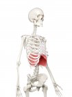 Діафрагма в тілі людського скелета, цифрова ілюстрація . — стокове фото