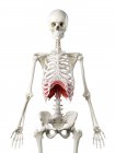 Diafragma no corpo do esqueleto humano, ilustração digital
. — Fotografia de Stock