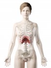Diaframma nel corpo umano femminile, illustrazione digitale
. — Foto stock