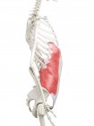 Человеческий скелет с красным цветом внешней косой мышцы, компьютерная иллюстрация . — стоковое фото