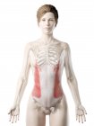 Трехмерная модель женского тела с подробным внешним косой мышцей, компьютерная иллюстрация . — стоковое фото