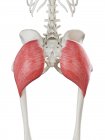 Esqueleto humano con músculo Gluteus maximus de color rojo, ilustración por computadora . - foto de stock