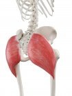 Menschliches Skelett mit rot gefärbtem Gesäßmuskel maximus, Computerillustration. — Stockfoto