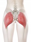 Female body 3d model with detailed Gluteus maximus muscle, computer illustration. — Stock Photo