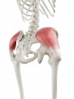 Menschliches Skelett mit rot gefärbtem Gesäß-Medius-Muskel, Computerillustration. — Stockfoto
