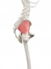 Esqueleto humano con músculo Gluteus minimus de color rojo, ilustración por ordenador . - foto de stock