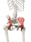 Menschliches Skelett mit rot gefärbtem Iliakusmuskel, Computerillustration. — Stockfoto