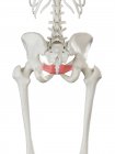 Menschliches Skelett mit rot gefärbtem Darmsteißmuskel, Computerillustration. — Stockfoto