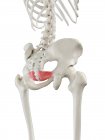 Esqueleto humano con músculo Iliococcígeo de color rojo, ilustración por computadora
. - foto de stock