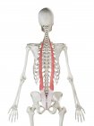 Human skeleton with red colored Iliocostalis muscle, computer illustration. — Stock Photo