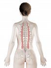 Weiblicher Körper 3D-Modell mit detaillierten iliocostalis Muskel, Computerillustration. — Stockfoto