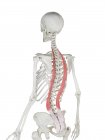Scheletro umano con muscolo Iliocostalis di colore rosso, illustrazione al computer . — Foto stock