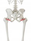Esqueleto humano con músculo gemelo inferior de color rojo, ilustración por computadora . - foto de stock