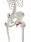 Человеческий скелет с красным цветом нижней гемеллузной мышцы, компьютерная иллюстрация . — стоковое фото