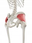 Menschliches Skelett mit rot gefärbtem Gesäßmuskel Minimus, Computerillustration. — Stockfoto