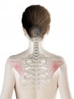 Weiblicher Körper 3D-Modell mit detailliertem Infraspinatus-Muskel, Computerillustration. — Stockfoto