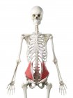 Scheletro umano con muscolo obliquo interno di colore rosso, illustrazione al computer . — Foto stock