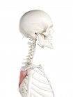 Menschliches Skelett mit rot gefärbtem Infraspinatus-Muskel, Computerillustration. — Stockfoto