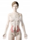 Modello 3d del corpo femminile con muscolo obliquo interno dettagliato, illustrazione del computer
. — Foto stock