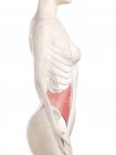 Трехмерная модель женского тела с подробной внутренней косой мышцей, компьютерная иллюстрация
. — стоковое фото
