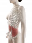 Corpo feminino modelo 3d com músculo oblíquo interno detalhado, ilustração do computador . — Fotografia de Stock