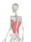 Menschliches Skelett mit rot gefärbtem Muskel latissimus dorsi, Computerillustration. — Stockfoto
