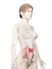 Трехмерная модель женского тела с подробной внутренней косой мышцей, компьютерная иллюстрация . — стоковое фото