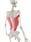 Menschliches Skelett mit rot gefärbtem Muskel latissimus dorsi, Computerillustration. — Stockfoto