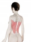 Corpo feminino modelo 3d com detalhado músculo Latissimus dorsi, ilustração do computador . — Fotografia de Stock