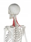 Scheletro umano con muscolo rosso Levator scapularis, illustrazione del computer . — Foto stock