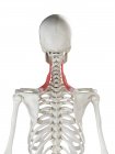 Esqueleto humano con el músculo escapulario del elevador de color rojo, ilustración de la computadora . - foto de stock