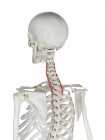 Human skeleton with red colored Longissimus cervicis muscle, computer illustration. — Stock Photo