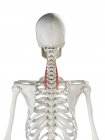 Esqueleto humano con color rojo Longissimus cervicis músculo, ilustración de la computadora . - foto de stock