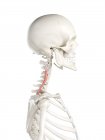 Human skeleton with red colored Longissimus cervicis muscle, computer illustration. — Stock Photo