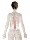 Трехмерная модель женского тела с детализированной грудной мышцей Longissimus, компьютерная иллюстрация . — стоковое фото