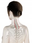 Weibliches Körpermodell mit detailliertem Longissimus cervicis Muskel, digitale Illustration. — Stockfoto
