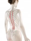Modello di corpo femminile con muscolo toracico Longissimus dettagliato, illustrazione digitale . — Foto stock