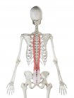 Modelo de esqueleto humano com músculo Longissimus thoracis detalhado, ilustração digital
. — Fotografia de Stock