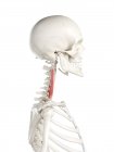 Modelo de esqueleto humano com músculo escaleno médio detalhado, ilustração digital . — Fotografia de Stock