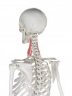 Human skeleton model with detailed Middle scalene muscle, digital illustration. — Stock Photo