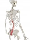 Modelo de esqueleto humano con músculo Multifidus detallado, ilustración digital
. - foto de stock