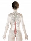 Modelo de cuerpo femenino con músculo Multifidus detallado, ilustración digital . - foto de stock