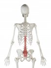 Menschliches Skelettmodell mit detailliertem Multifidus-Muskel, digitale Illustration. — Stockfoto