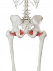 Modelo de esqueleto humano con músculo exterior obturador detallado, ilustración digital . - foto de stock