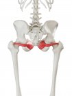 Modello di scheletro umano con muscolo obturatore internus dettagliato, illustrazione digitale
. — Foto stock